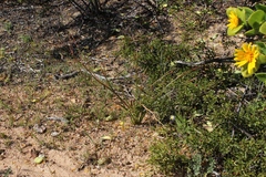 Trachyandra bulbinifolia