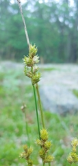 Carex adusta