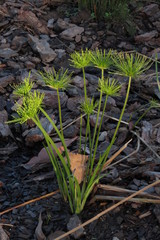 Cyperus prolifer