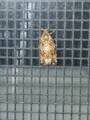 Phaecasiophora niveiguttana