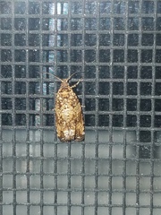 Phaecasiophora niveiguttana