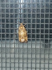 Phaecasiophora niveiguttana