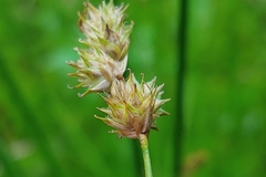 Carex adusta