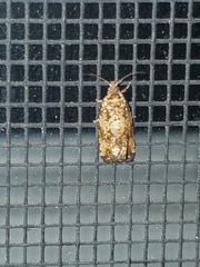 Phaecasiophora niveiguttana