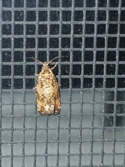 Phaecasiophora niveiguttana