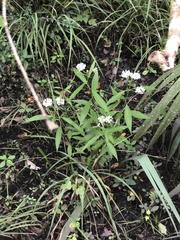 Asclepias perennis image