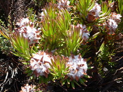 Leucadendron dregei