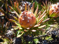 Leucadendron dregei