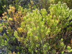 Leucadendron dregei