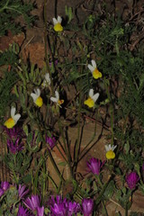 Nemesia ligulata