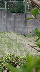 Phasianus versicolor