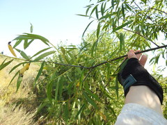 Salix acutifolia