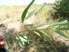 Salix acutifolia