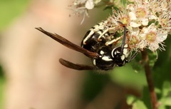 Vespula consobrina