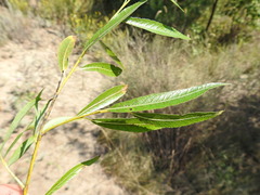 Salix acutifolia