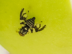 Rhagoletis pomonella