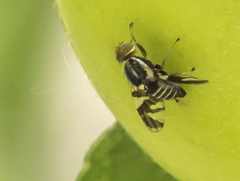 Rhagoletis pomonella