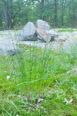 Carex adusta