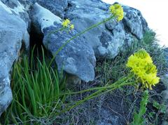 Bulbine lagopus