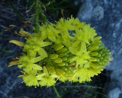 Bulbine lagopus