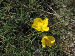 Oenothera berlandieri
