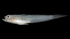 Microgobius thalassinus