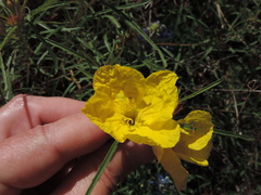 Oenothera berlandieri