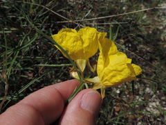 Oenothera berlandieri