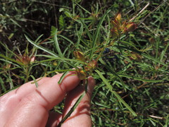 Oenothera berlandieri