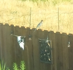 Aphelocoma californica