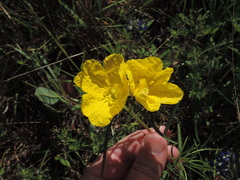 Oenothera berlandieri