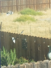 Aphelocoma californica