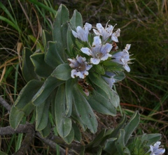 Lobostemon montanus