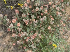 Tripterocalyx carneus