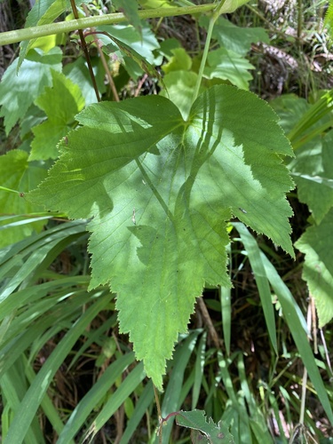 Eriocapitella japonica