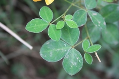 Argyrolobium tomentosum