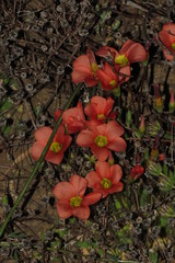 Oxalis inaequalis
