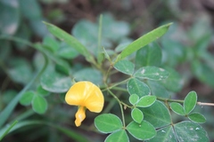 Argyrolobium tomentosum