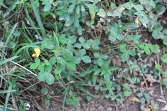 Argyrolobium tomentosum