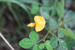 Argyrolobium tomentosum