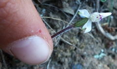 Disperis macowanii