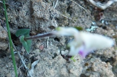 Disperis macowanii