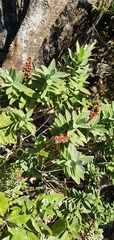 Veronica albicans