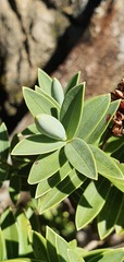 Veronica albicans