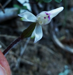Disperis macowanii