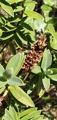 Veronica albicans