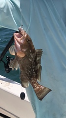 Epinephelus morio