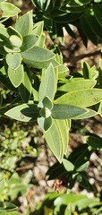 Veronica albicans