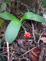 Haemanthus albiflos