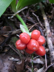Haemanthus albiflos